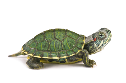 Cute Red Eared Slider